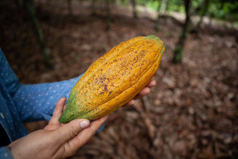 Dorcas Cruz holds a fruit from one of her family's many cocoa trees Photo by Ana Ionova for Mongabay.