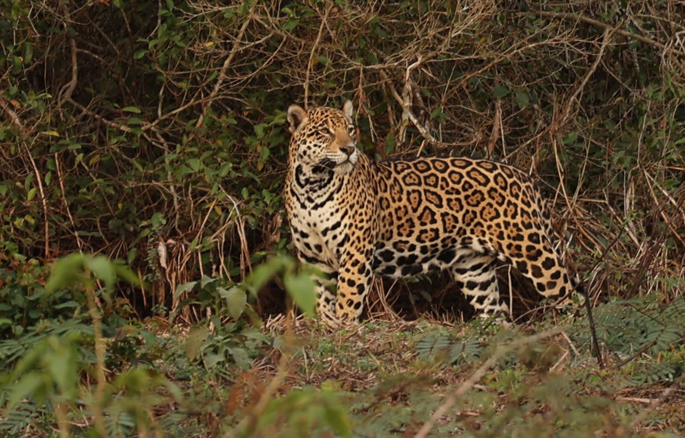 Nina, the jaguar.