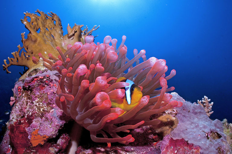 A clownfish in the Red Sea. Image by Cinzia Osele Bismarck via Ocean Image Bank.