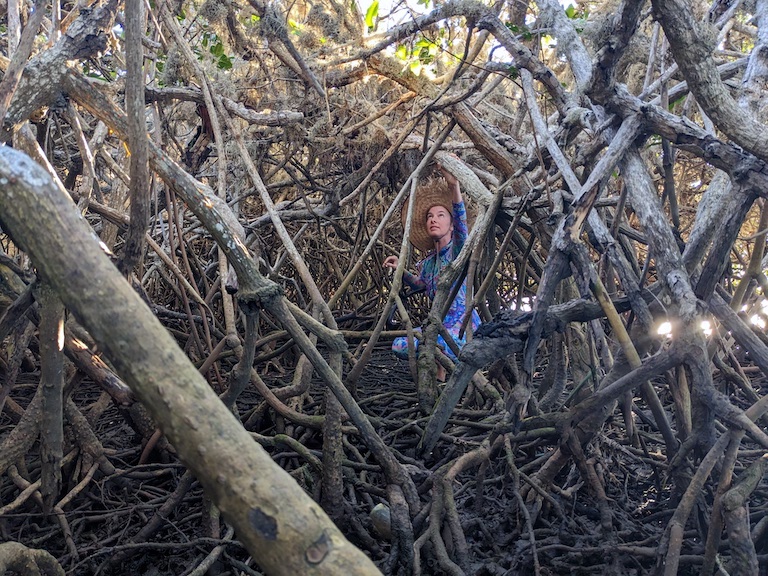 A mangrove explore navigates a maze of roots at low tide. Image by Morgan Erickson-Davis.