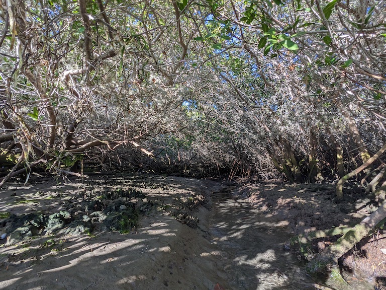 A mangrove at low tide in Magdalena Bay, Baja California, Mexico. Image by Morgan Erickson-Davis.