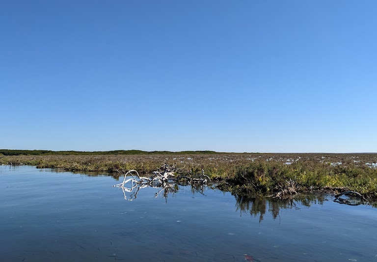 This portion of a mangrove in Magdalena Bay, Mexico, was cleared for a phosphorus mine 10 years before this photo was taken in December 2022, according to local residents. Image by Morgan Erickson-Davis.