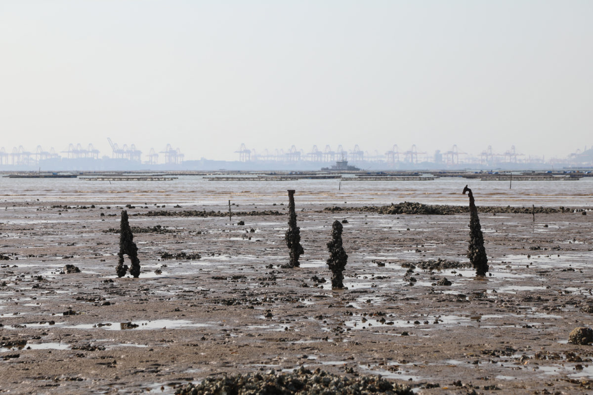 The mudflats at Pak Nai.