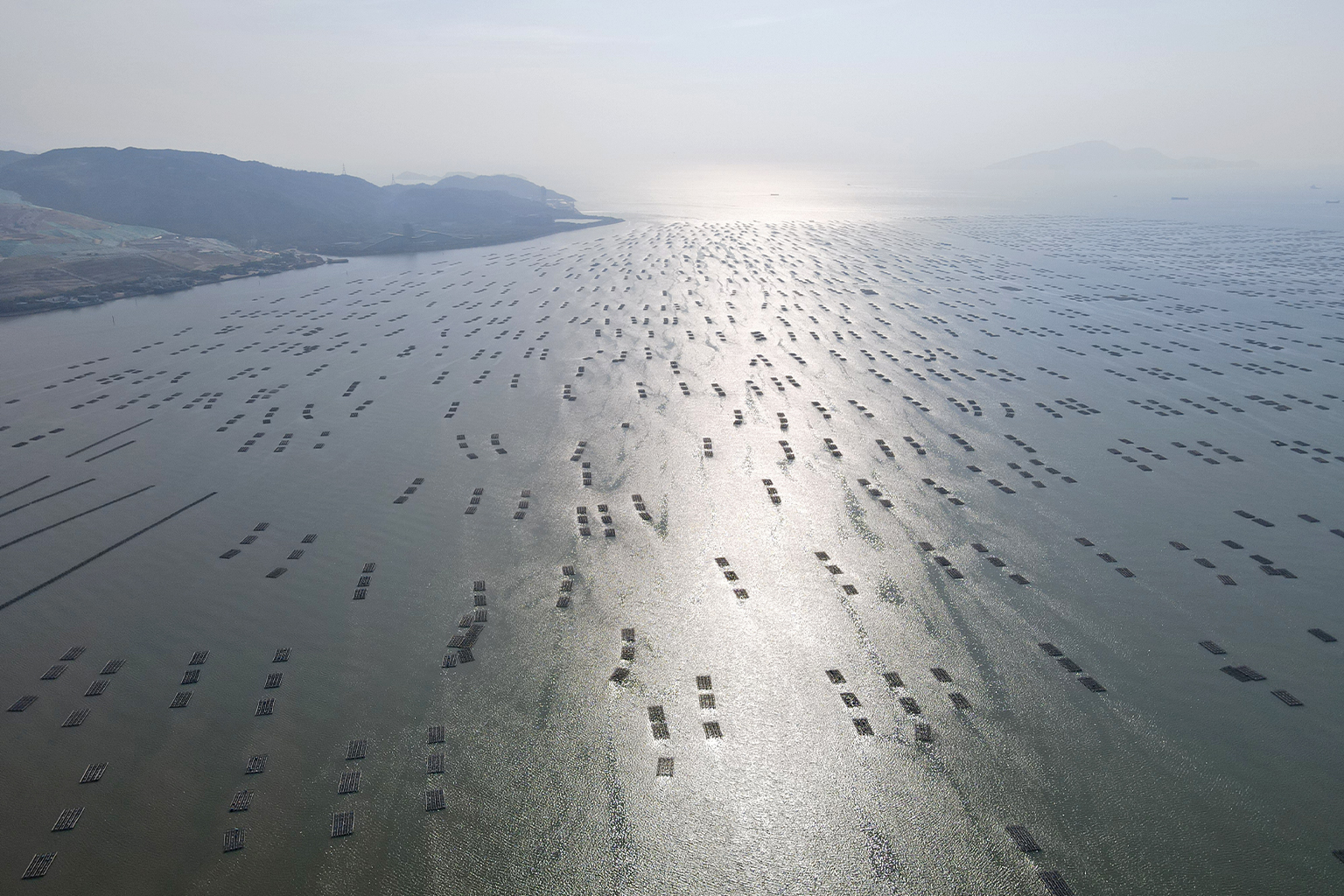 Thousands of oyster farming rafts. 