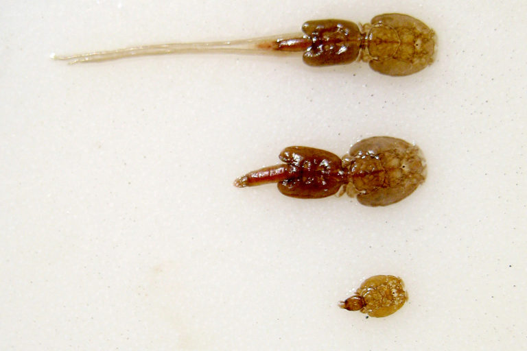 Salmon louse. From top: 1. Mature female with egg strings. 2. Mature female without eggstings. 3. Immature louse. Picture taken at Norwegian Aquaculture Center, Brønnøy, Norway