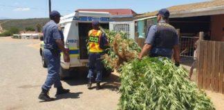 Klein Karoo operations recover drugs worth R300k Klein Karoo operations recover drugs worth R300k