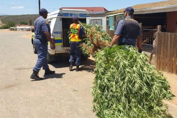 Klein Karoo operations recover drugs worth R300k