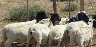 Suspect arrested with stolen sheep, Rietfontein. Photo: SAPS
