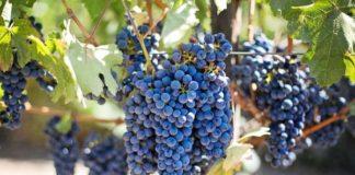 Woman arrested for fraud of R11 million at grape farm, Wellington