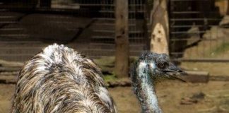 Crocworld welcomes Elliot the Emu to the family