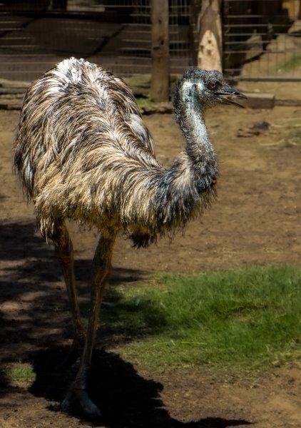 Crocworld welcomes Elliot the Emu to the family