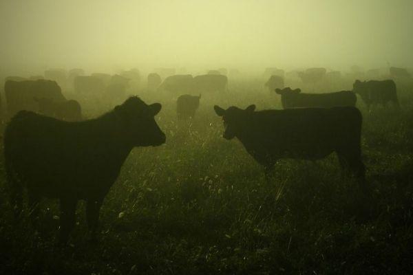 Farmers in dispute over cattle grazing open fire on each other, Ficksburg