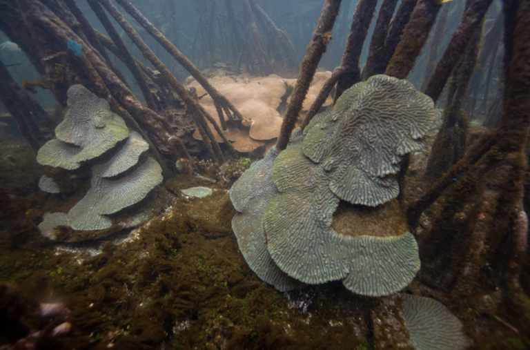 At least 130 species of corals are known to live in the four identified habitat types where corals closely coexist with mangroves. Image by Jorge Alemán/Smithsonian Tropical Research Institute.