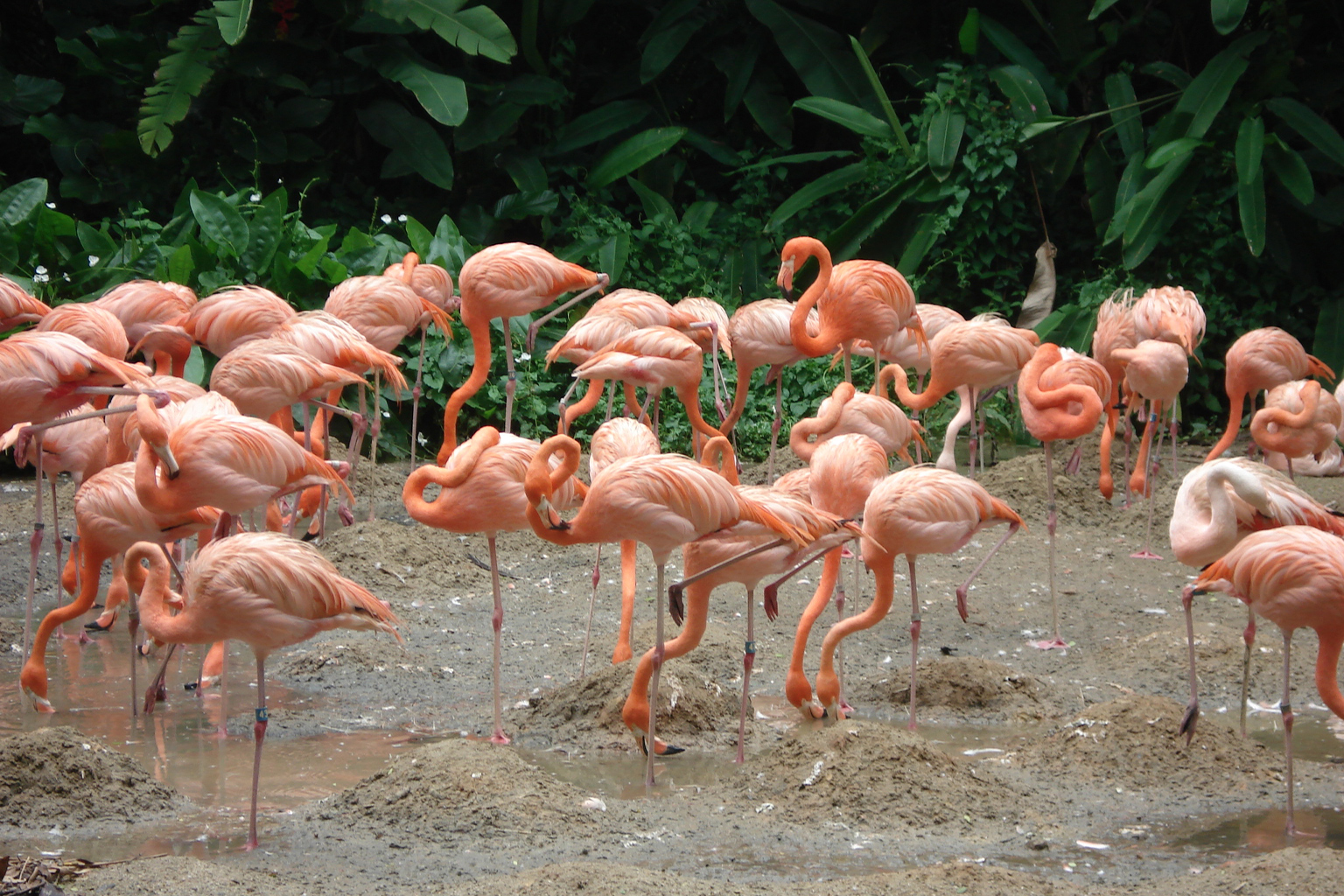 Flamingoes.