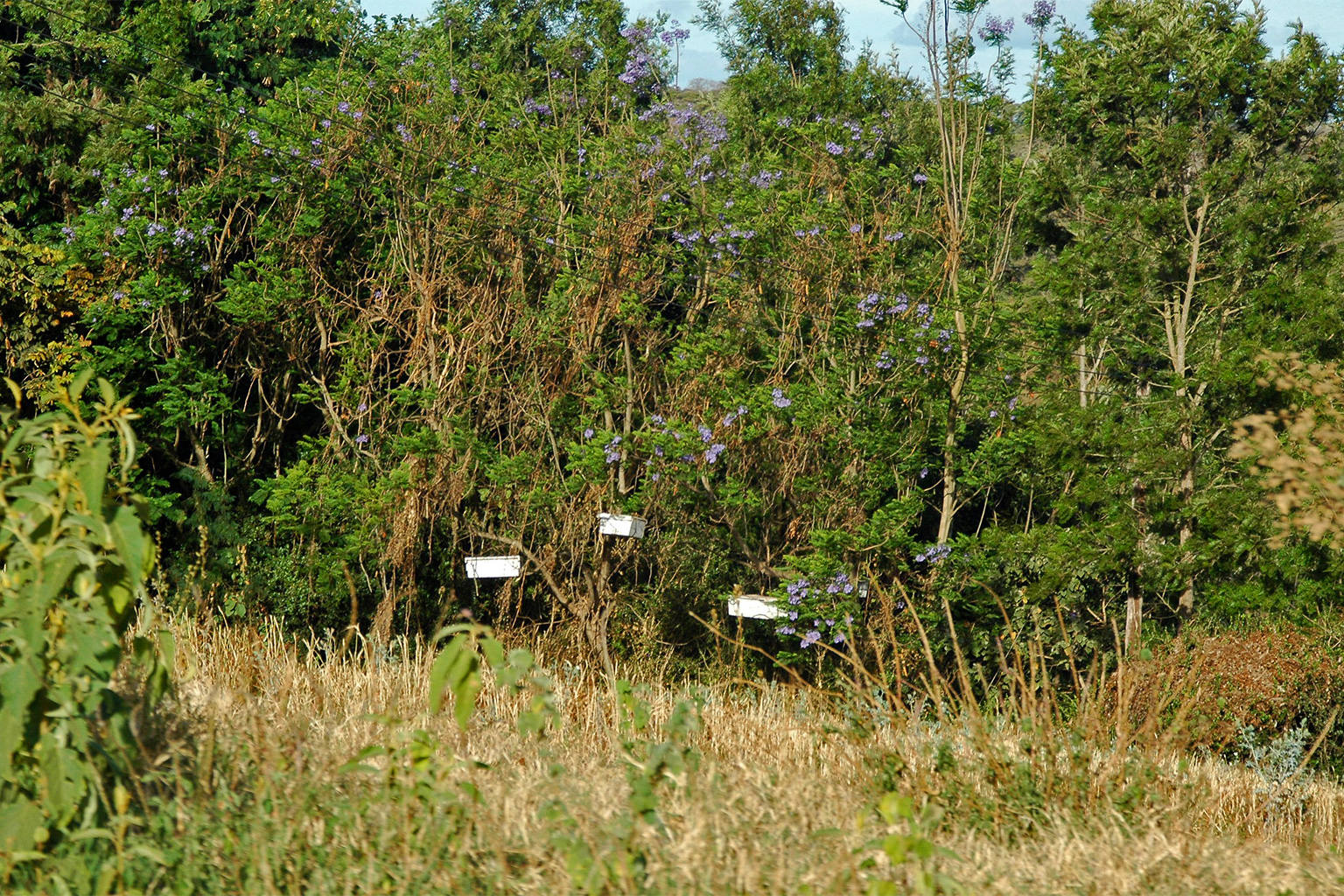 Modern hanging hives installed in trees.