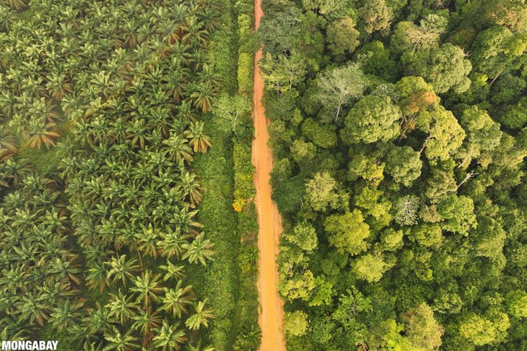 Oil palm and forest in Jambi, Indonesia. Photo credit: Rhett A. Butler