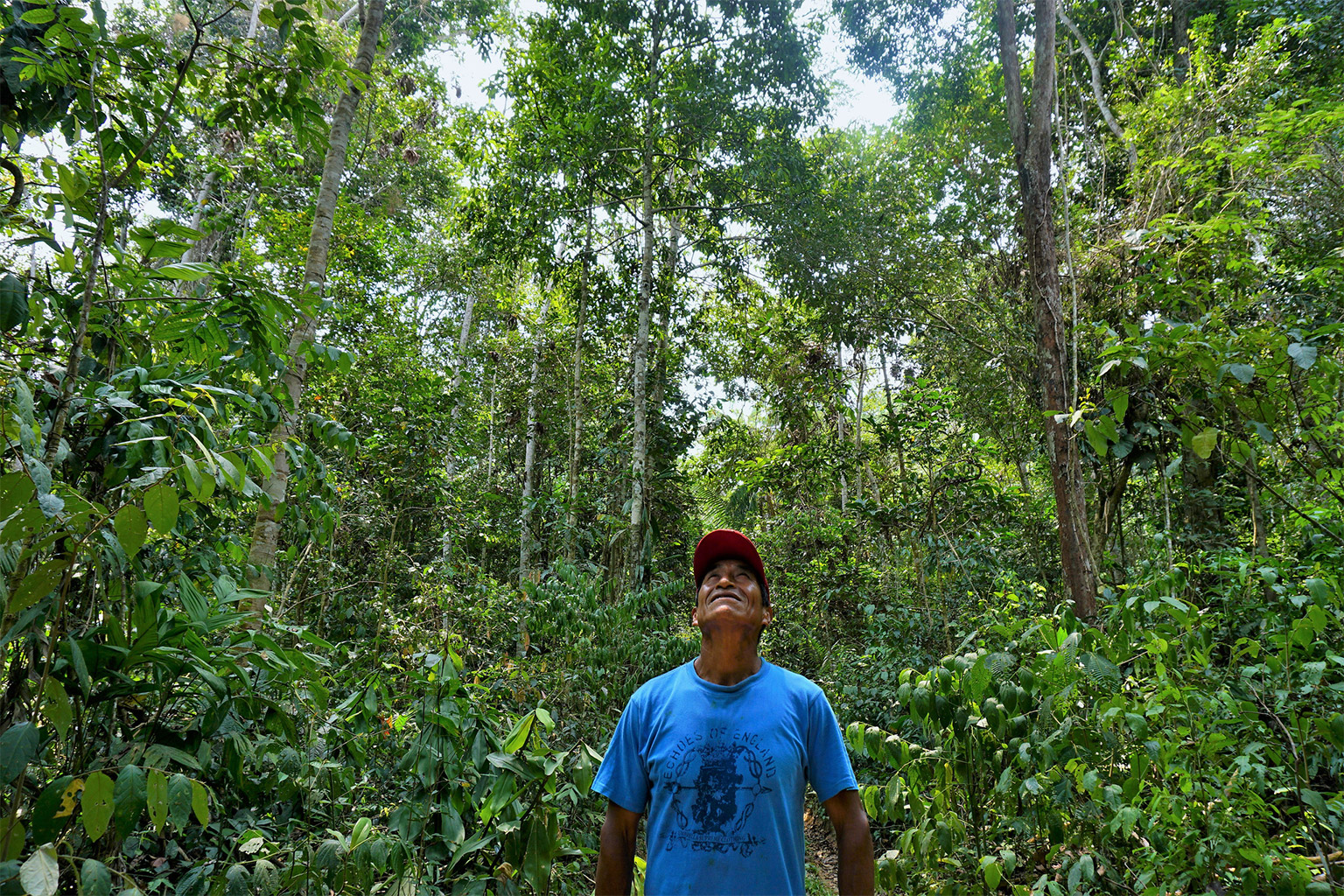 A Brazil nut producer in the Amazon rainforest.