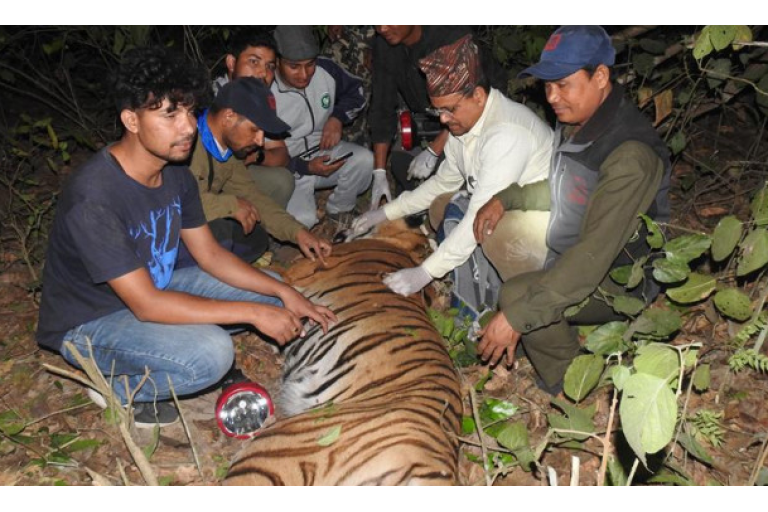 tiger problem nepal