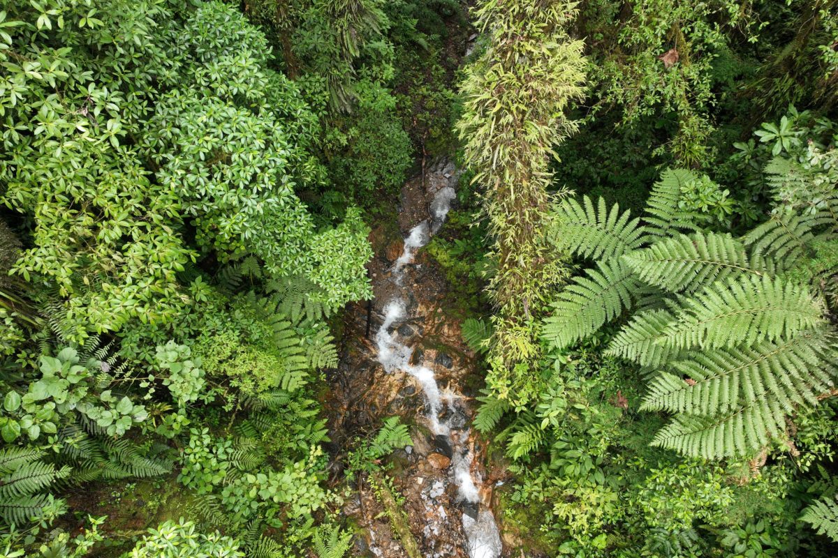 Stream in a Peruvian cloud forest. Photo credit: Rhett A. Butler