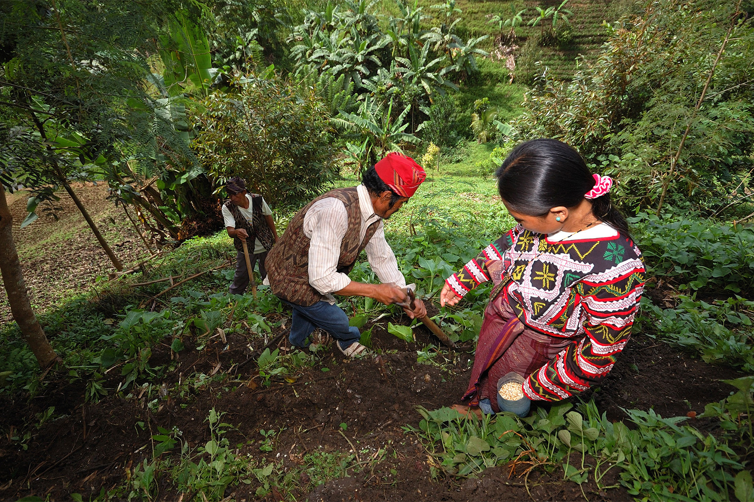 Indigenous people near Lake Sebu planting crops.