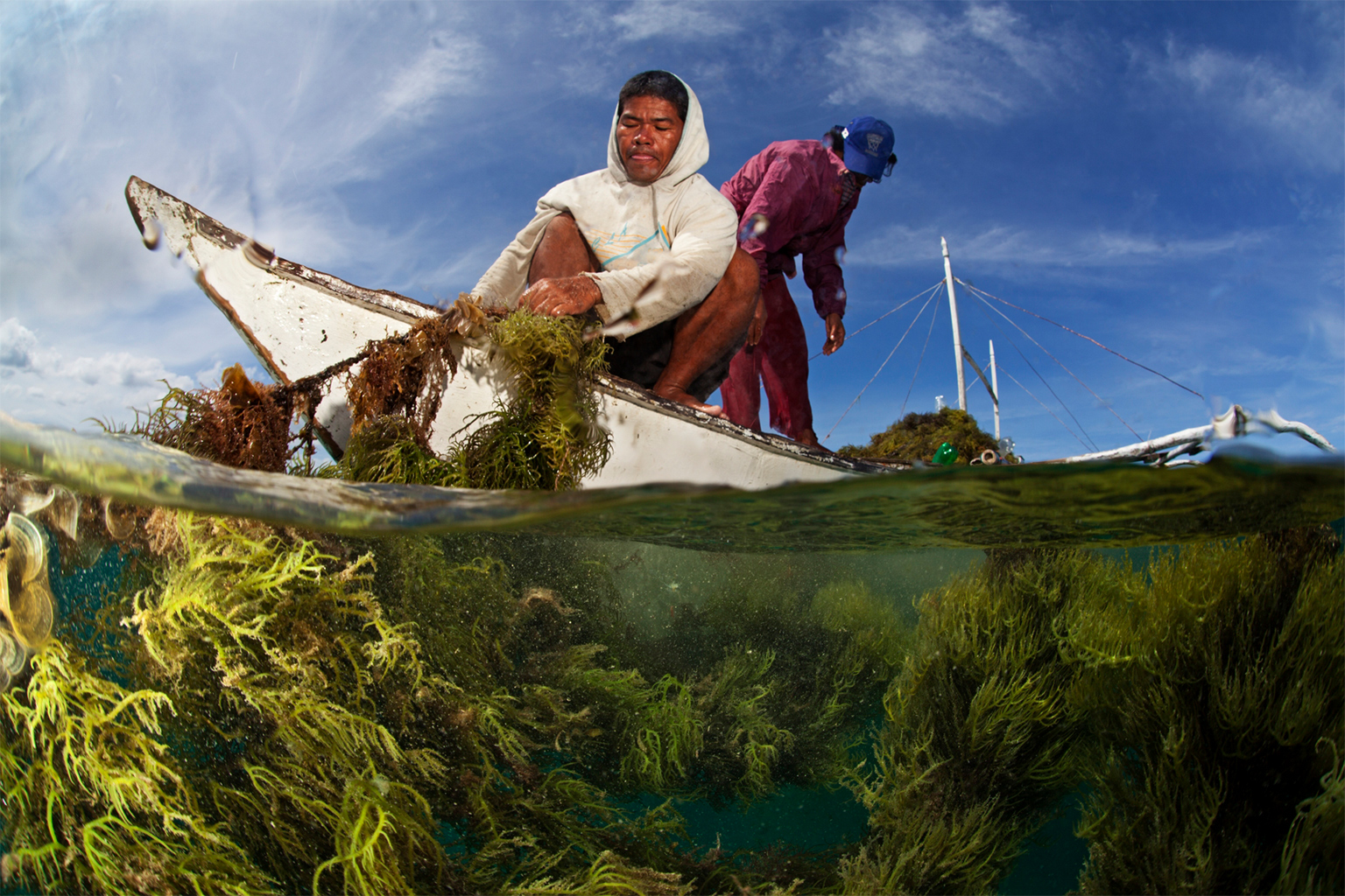 Fishers harvesting seaweed in the Philippines. 