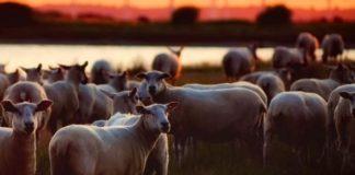 Sheep and goats stolen from a farm in Virginia recovered Sheep and goats stolen from a farm in Virginia recovered