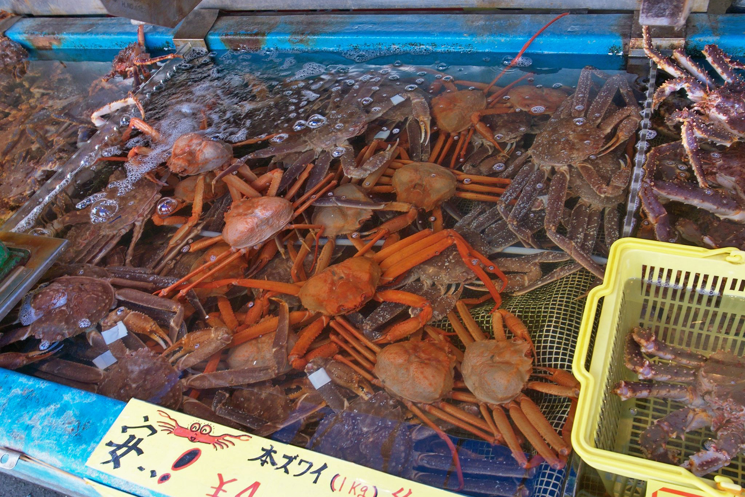 Snow crabs caught for sale.