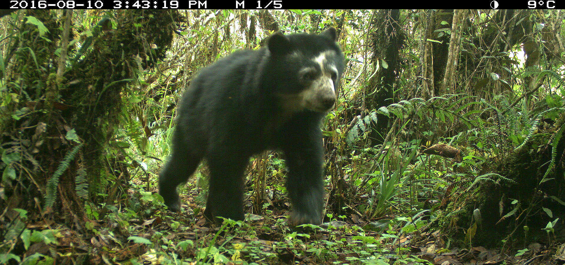 A spectacled bear (Tremarctos ornatus), also known as the Andean bear.