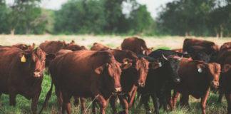 Stockfarming trends: foot-and-mouth,