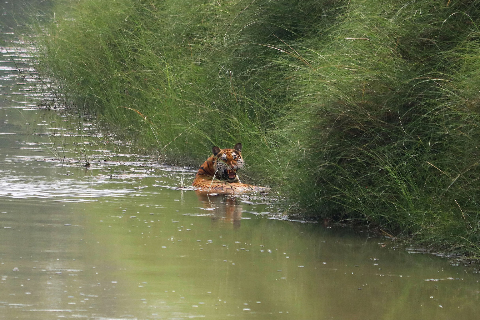 A tiger in water.