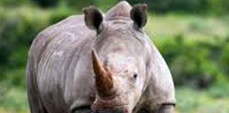Rhino poacher handed 18 year sentence, accomplice shot dead