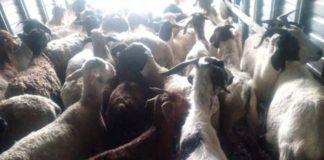 Stock thief arrested with 57 goats and 27 sheep, Itsoseng. Photo: SAPS