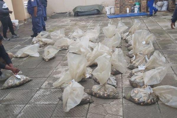 R1,4 million worth of abalone recovered, Gansbaai
