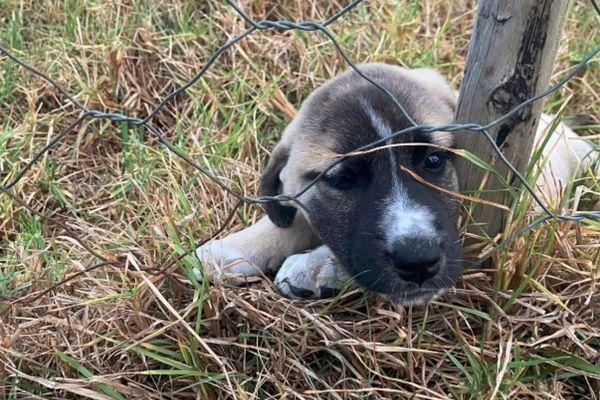 Anatolian Shepherd pups and sheep stolen from a Humansdorp farm