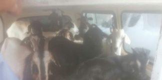 Zebediela stock thief nabbed with 15 goats. Photo: SAPS