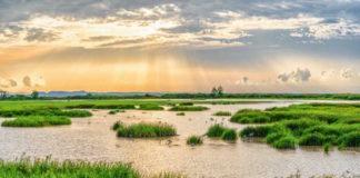 Alien-invasive plants threaten wetlands