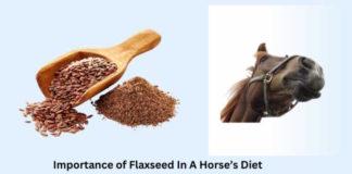 Importance of Flaxseed in a Horse’s Diet Importance of Flaxseed in a Horse’s Diet