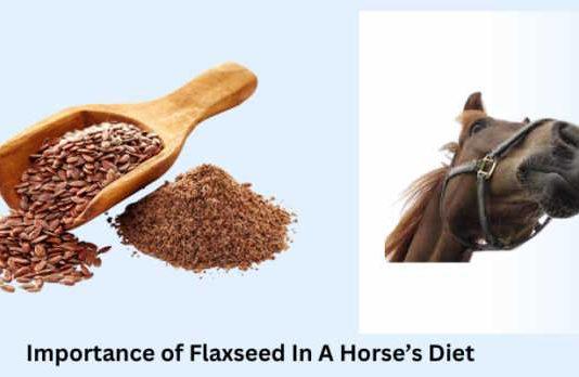 Importance of Flaxseed in a Horse’s Diet
