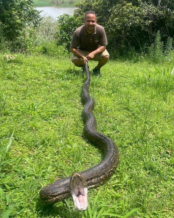 Crocworld releases video of pregnant python rescue on the mid-KZN South Coast