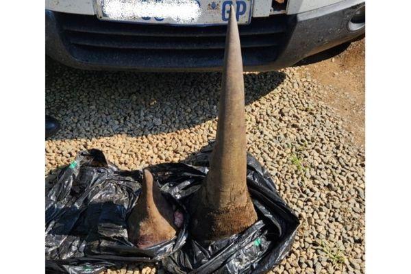 Man arrested with 2 rhino horns in Piet Retief