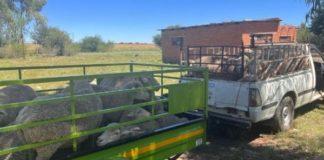104 Sheep stolen from a Bloemspruit farm - Operation nets 3 thieves. Photo: SAPS