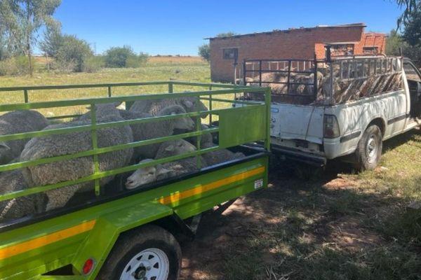104 Sheep stolen from a Bloemspruit farm – Operation nets 3 thieves