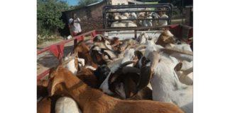 3 Stock thieves nabbed with 56 goats, sheep, Potgietersrus. Photo: SAPS