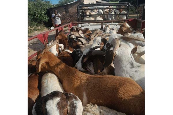 3 Stock thieves nabbed with 56 goats, sheep, Potgietersrus