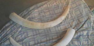 Poachers arrested for selling elephant tusks, Makhado. Photo: SAPS