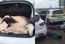 Stock thieves nabbed with stolen vehicle, sheep, Upington. Photo: SAPS