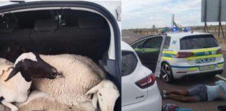 Stock thieves nabbed with stolen vehicle, sheep, Upington. Photo: SAPS