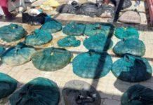 R1 million worth of abalone recovered, Gqeberha. Photo: SAPS