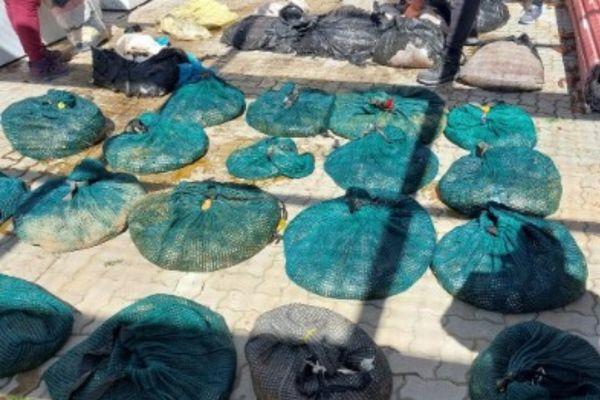 R1 million worth of abalone recovered, Gqeberha