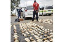 Suspect arrested with abalone, Reddersburg. Photo: SAPS
